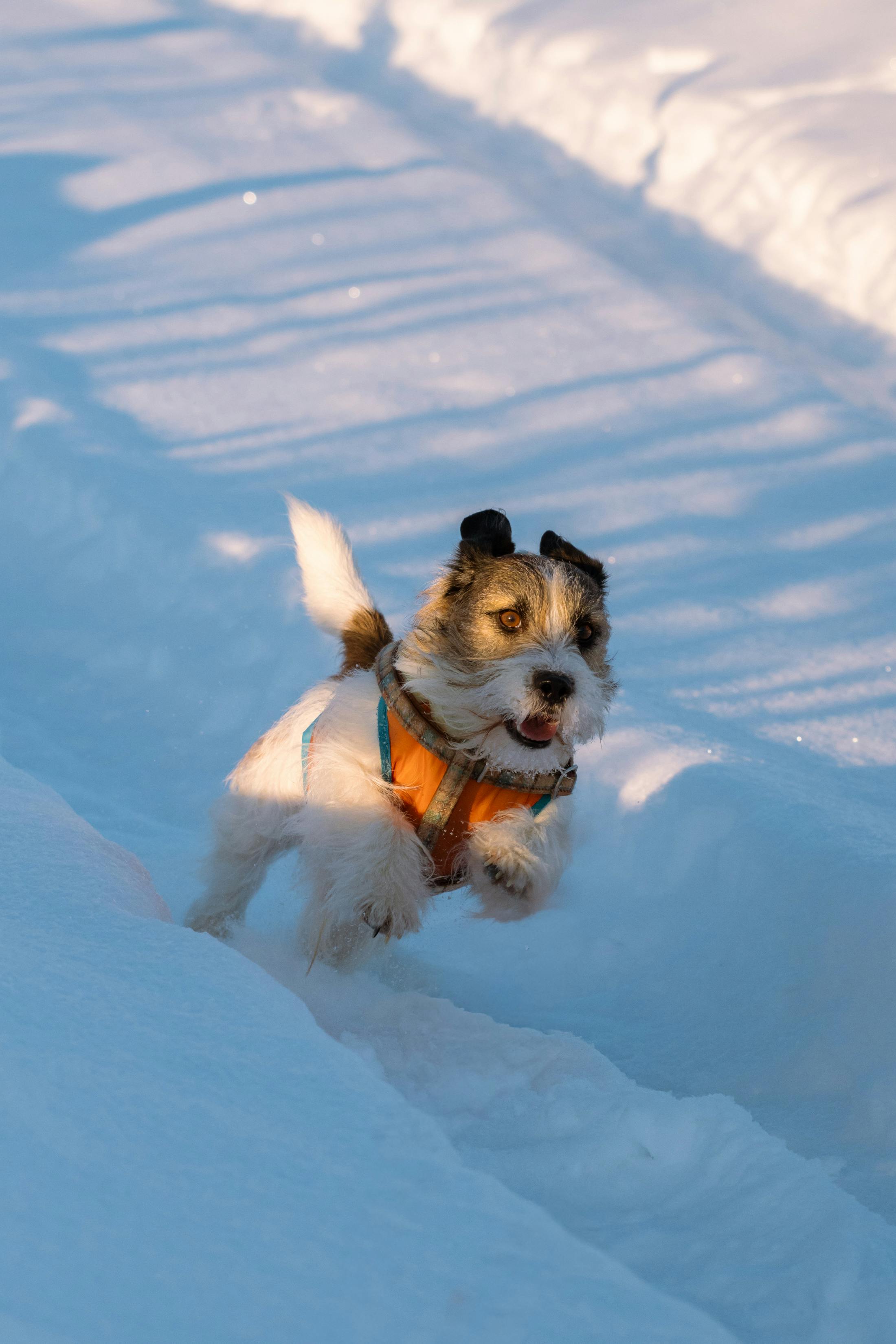 無料 遊び好きなジャック・ラッセル・テリアが深い雪の中を飛び越え、屋外で冬の一日を楽しんでいます。 写真素材