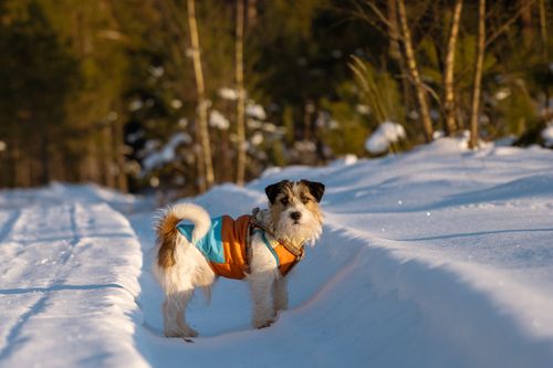 Free A Jack Russell Terrier wearing a coat walks through a snowy forest path on a sunny winter day. Stock Photo