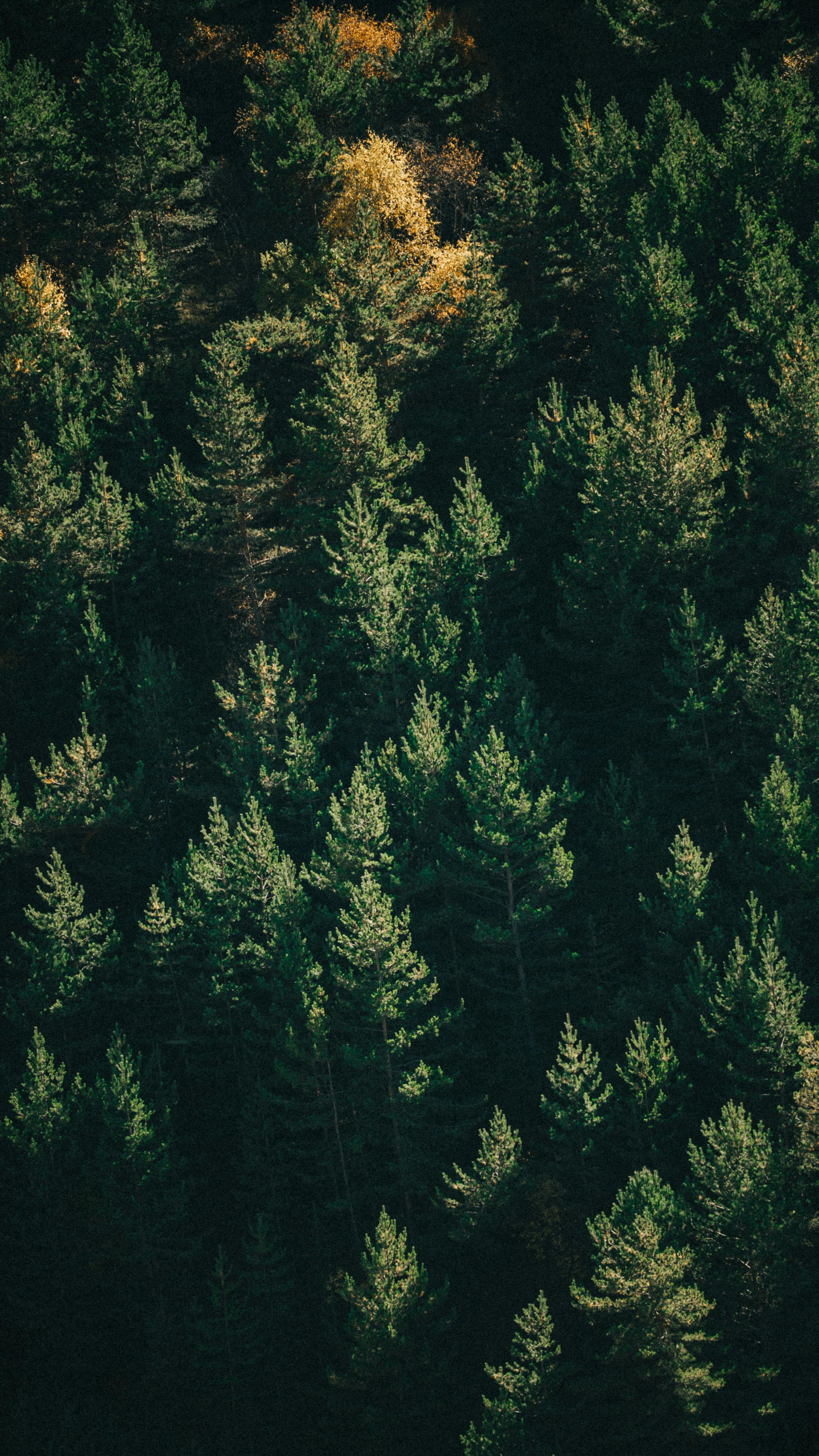 grátis Cativante imagem aérea de uma floresta perene com tons outonais, exibindo sua beleza natural. Foto profissional