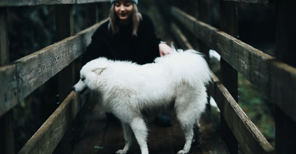 Positive young woman spending time together with cute dog in countryside