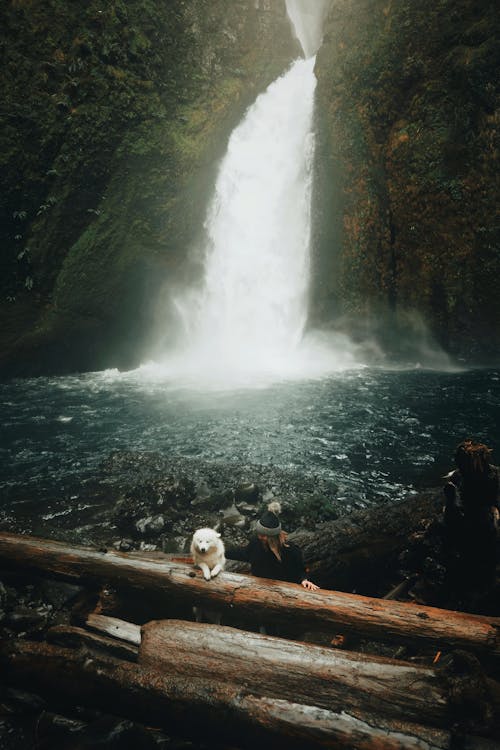 White Short Coated Dog on Brown Wooden Dock Near Waterfalls