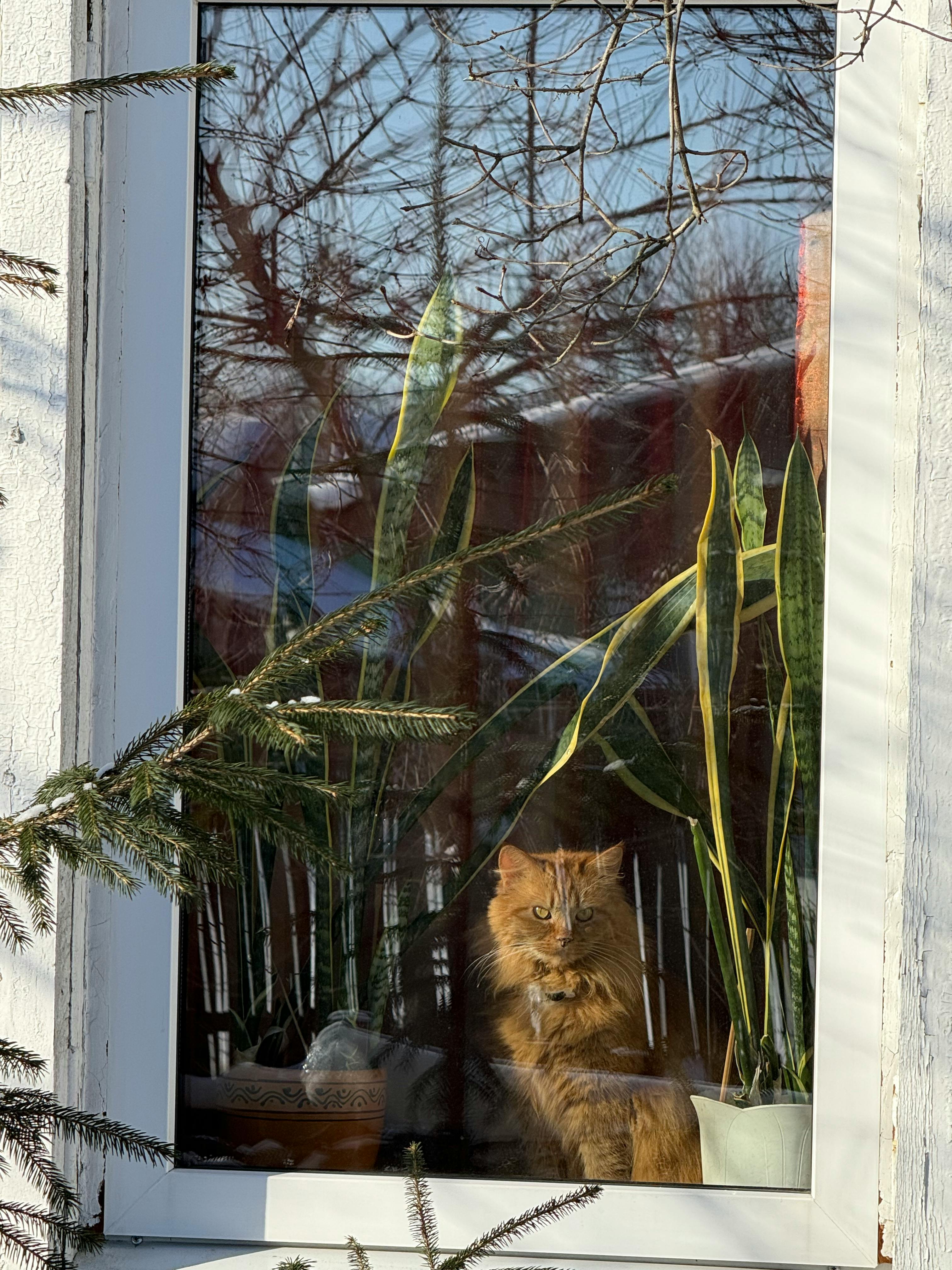 Gratis stockfoto met @buitenshuis, #binnen, beest Stockfoto