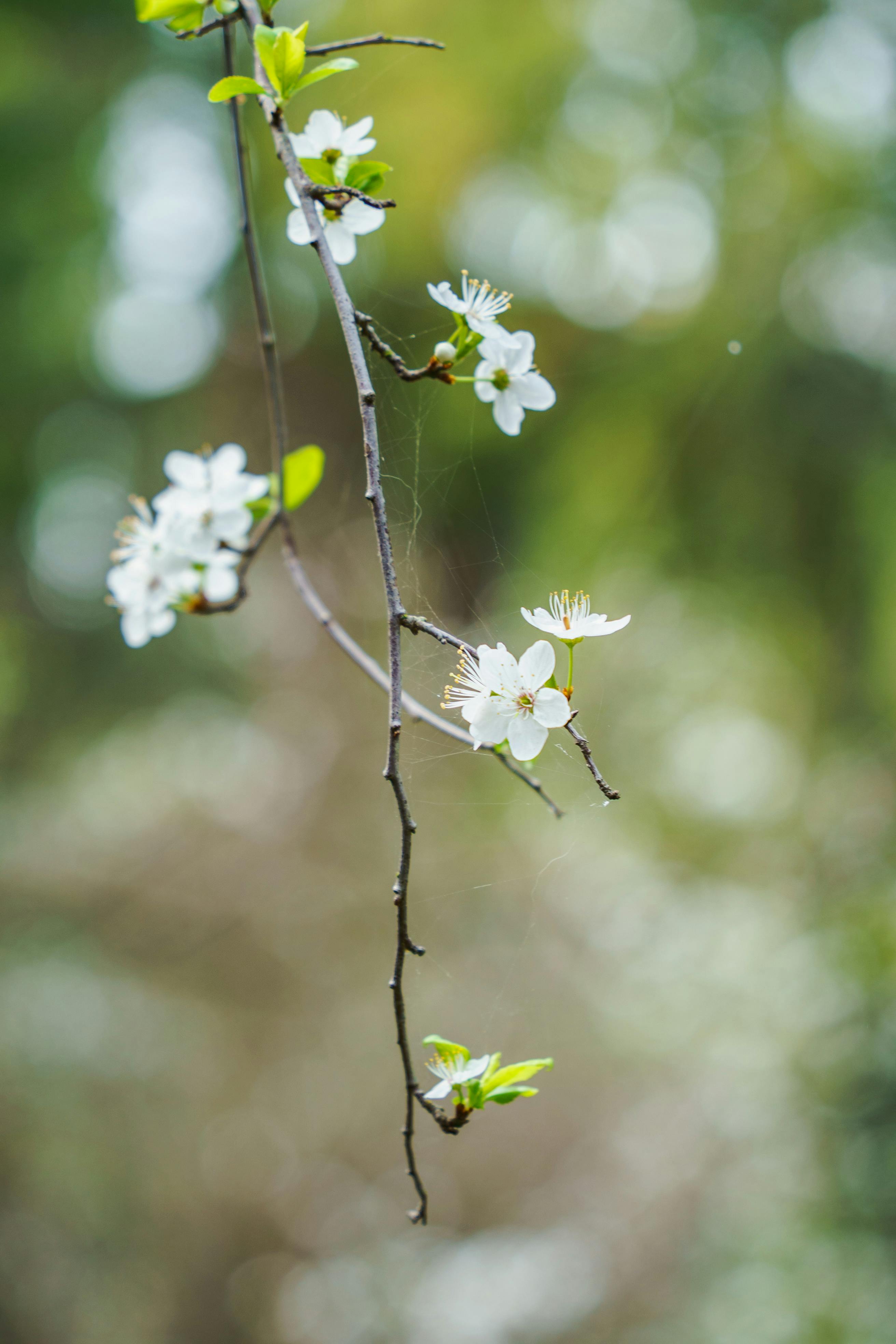 Δωρεάν Ένα κοντινό πλάνο άνθη κερασιάς σε ένα κλαδί με φόντο ένα απαλό, εκτός εστίασης φυσικό φόντο. Φωτογραφία από στοκ φωτογραφιών