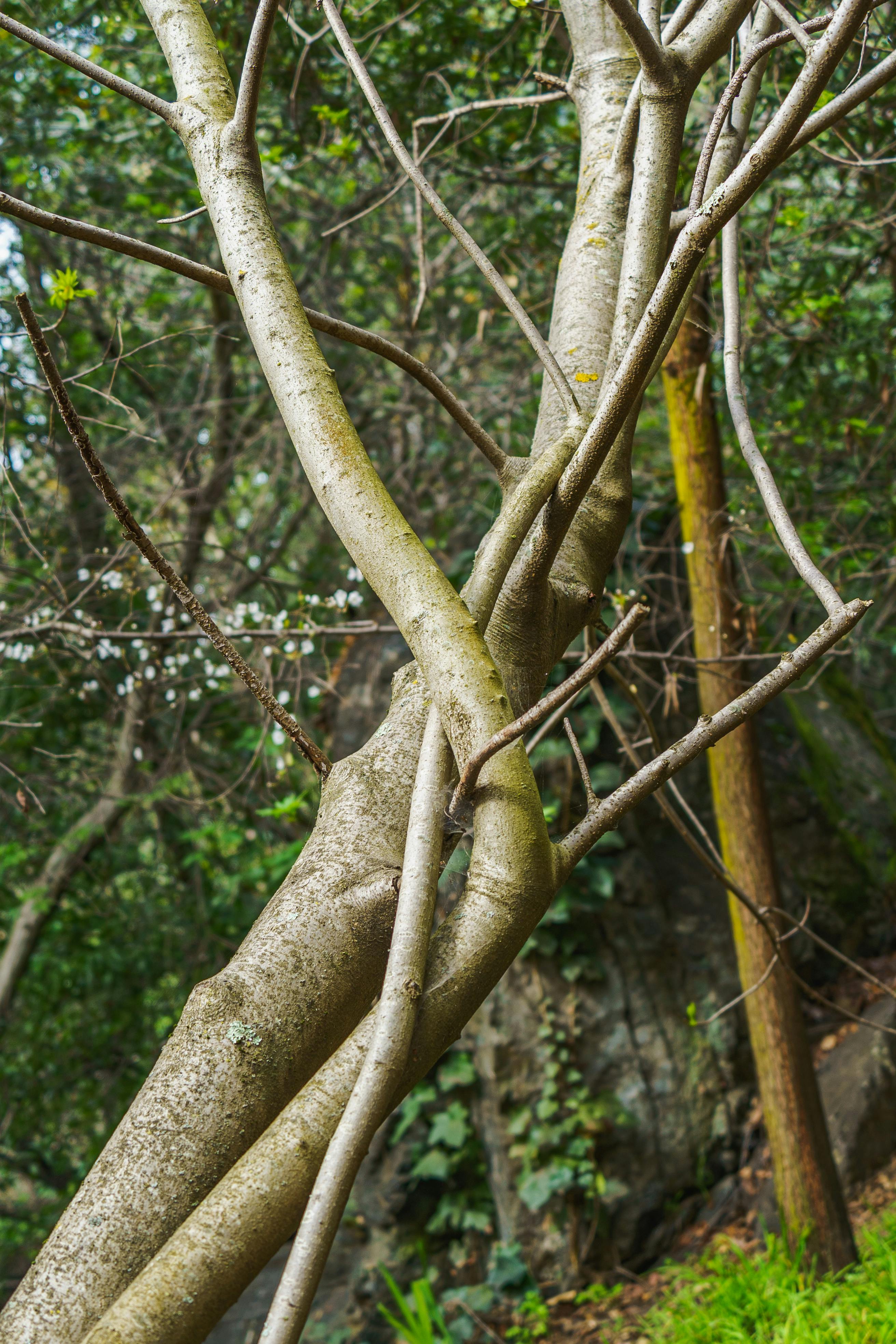 gratis Close-up van ineengestrengelde boomstammen in een weelderig groen bos. Stockfoto