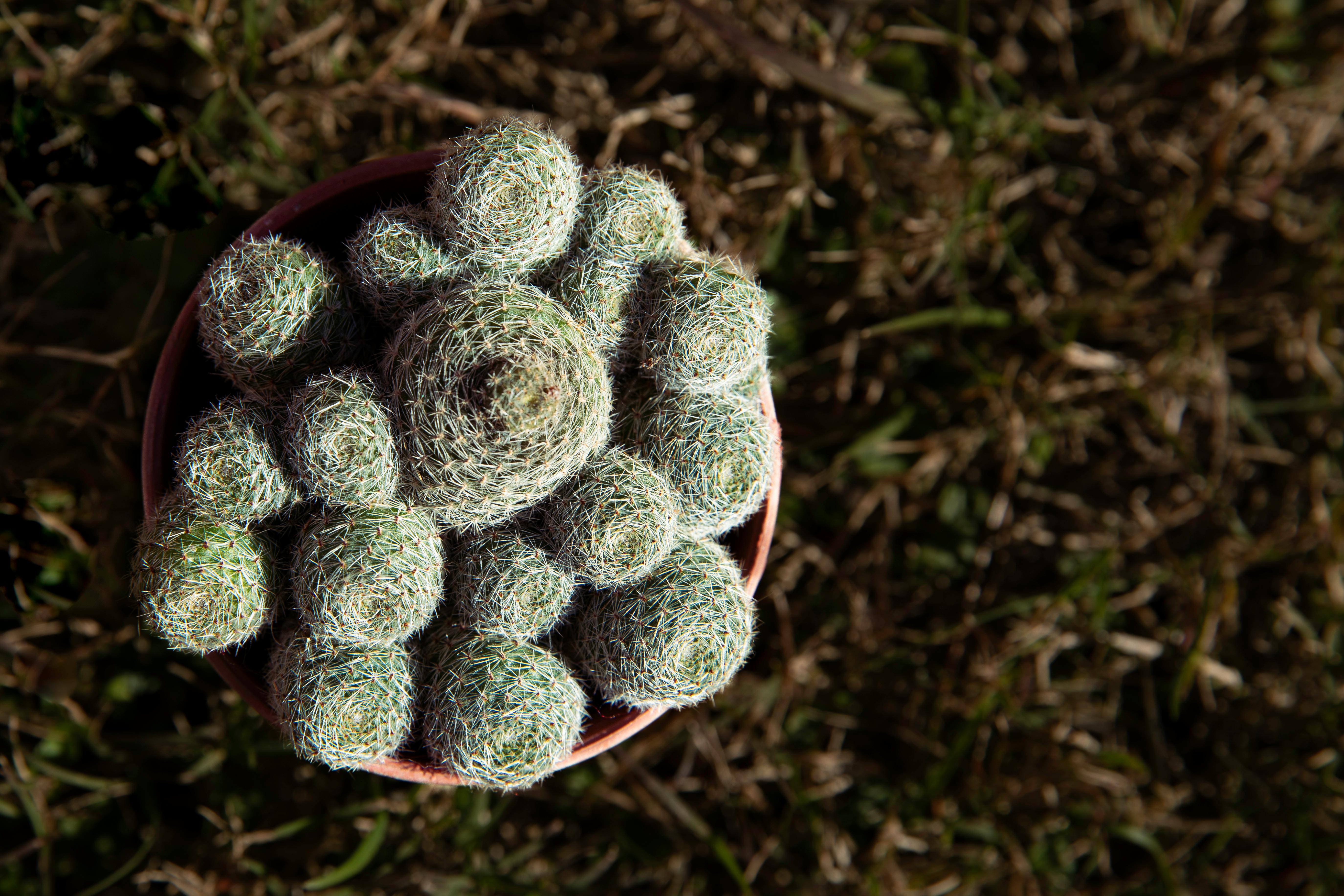 Miễn phí Ảnh chụp từ trên cao một cây xương rồng trồng trong chậu ở Uruguay, thể hiện rõ nét màu xanh tươi mát của nó. Ảnh lưu trữ