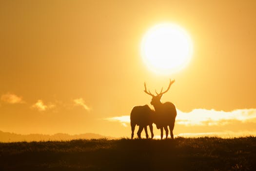 Silhouetted deer pair against a golden California sunset horizon, evoking tranquility and natural beauty.