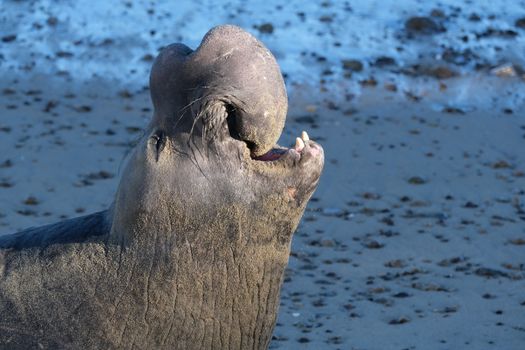 A northern elephant seal vocalizes on a sandy California shoreline, showcasing its distinctive proboscis.