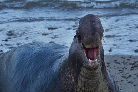 A close-up shot of an elephant seal roaring on a California beach, showcasing its distinctive features.
