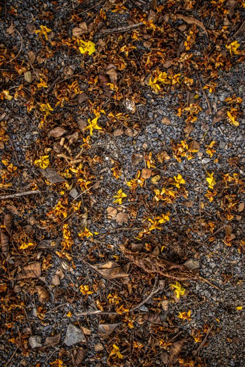 Free Vibrant yellow flowers and brown leaves on a gravel path, capturing autumn's essence. Stock Photo