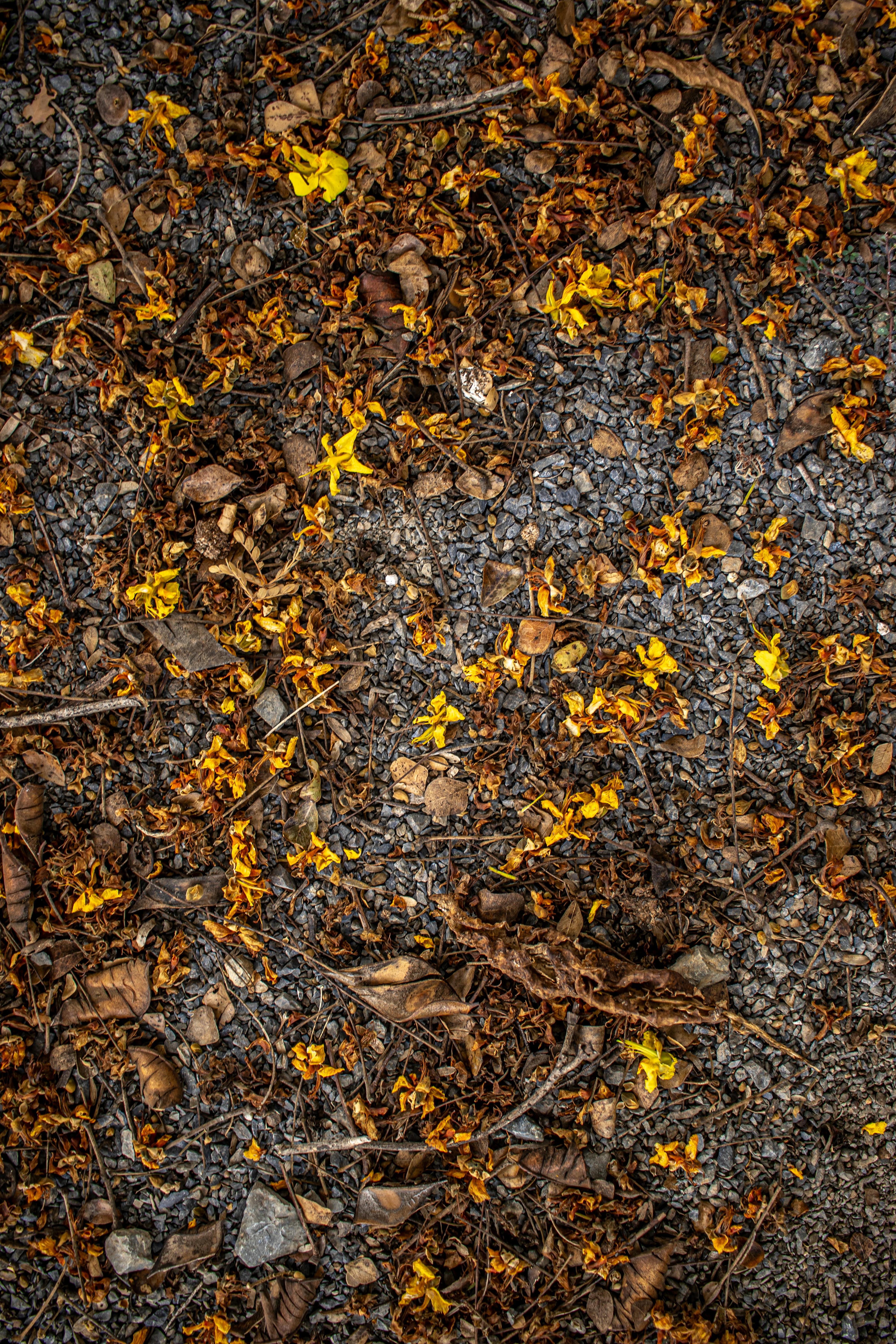 gratis Levendige gele bloemen en bruine bladeren op een grindpad, die de essentie van de herfst perfect weergeven. Stockfoto
