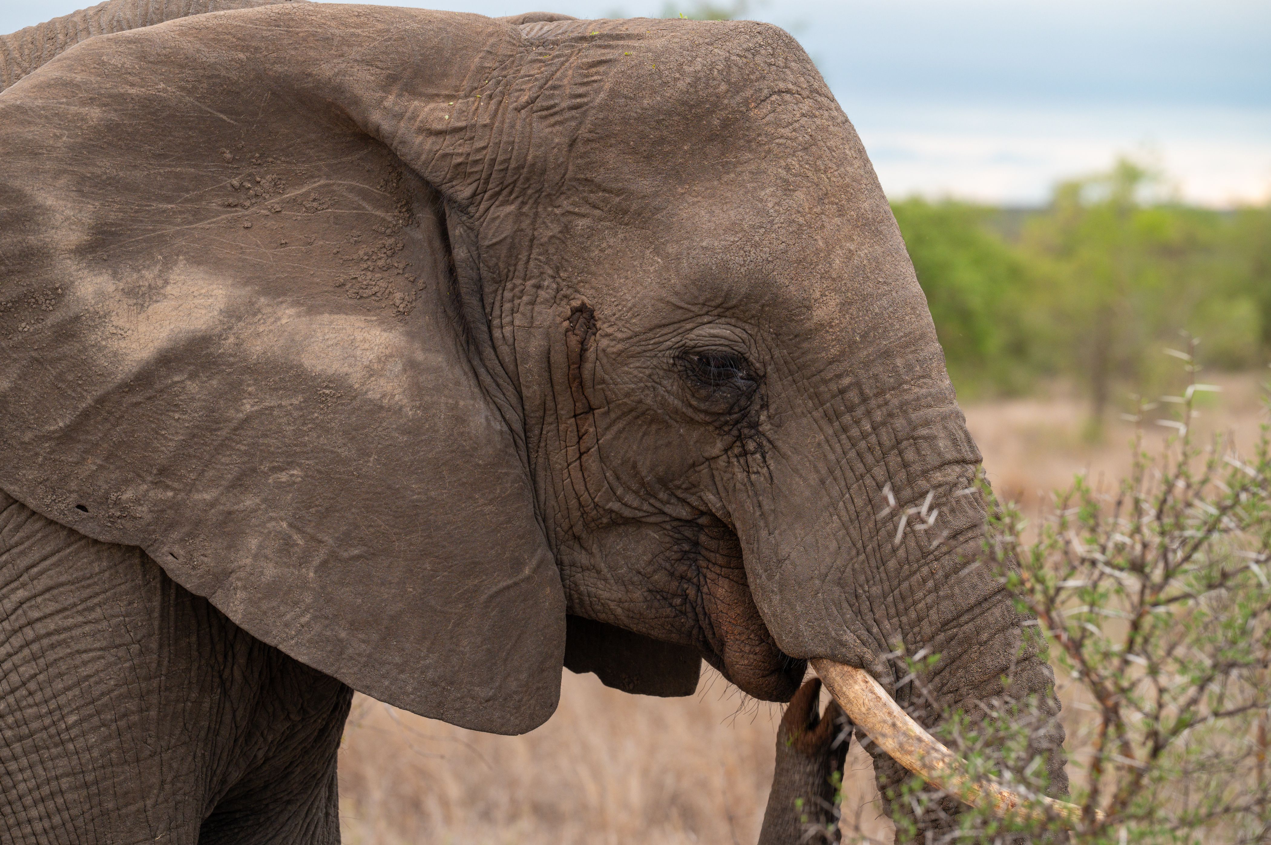 Detailed close-up of an African bush elephant in the wild, Timbavati, South Africa.
