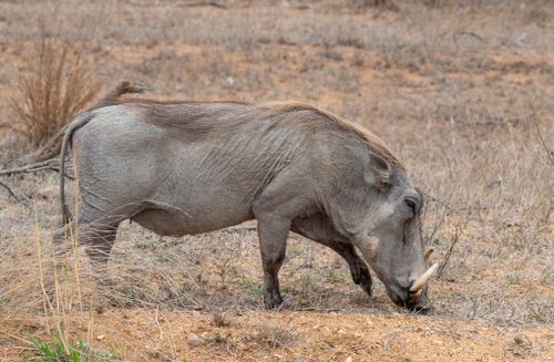 Free A warthog grazes in Timbavati, South Africa, capturing the essence of African wildlife. Stock Photo