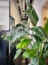 Modern Office Hallway with Lush Green Plant