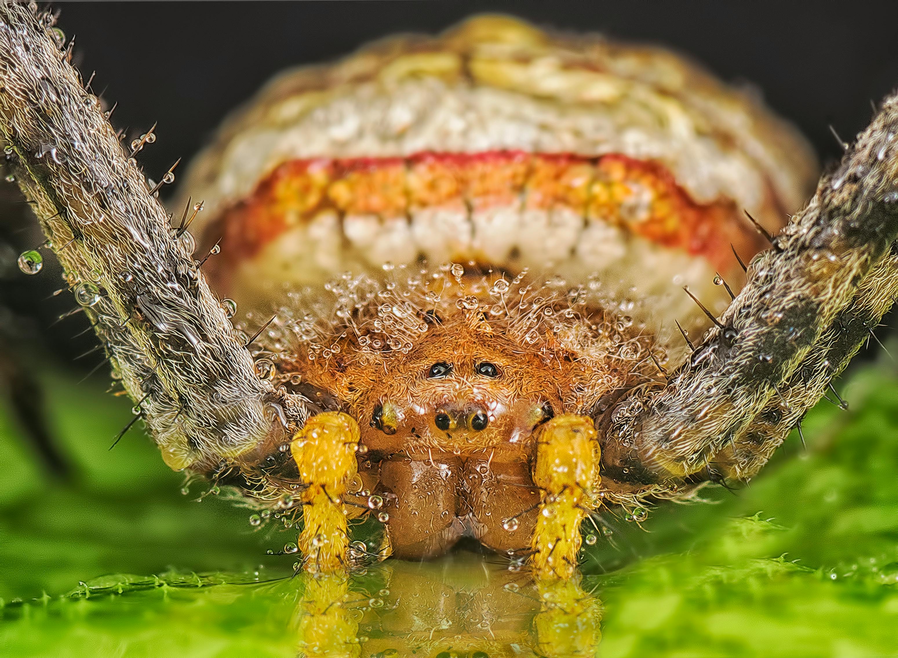 Miễn phí Ảnh chụp cận cảnh một con nhện vườn với đôi chân phủ đầy sương và các chi tiết trên bề mặt da. Ảnh lưu trữ