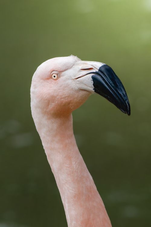 Free A detailed close-up of a pink flamingo's head and neck against a soft green background. Stock Photo