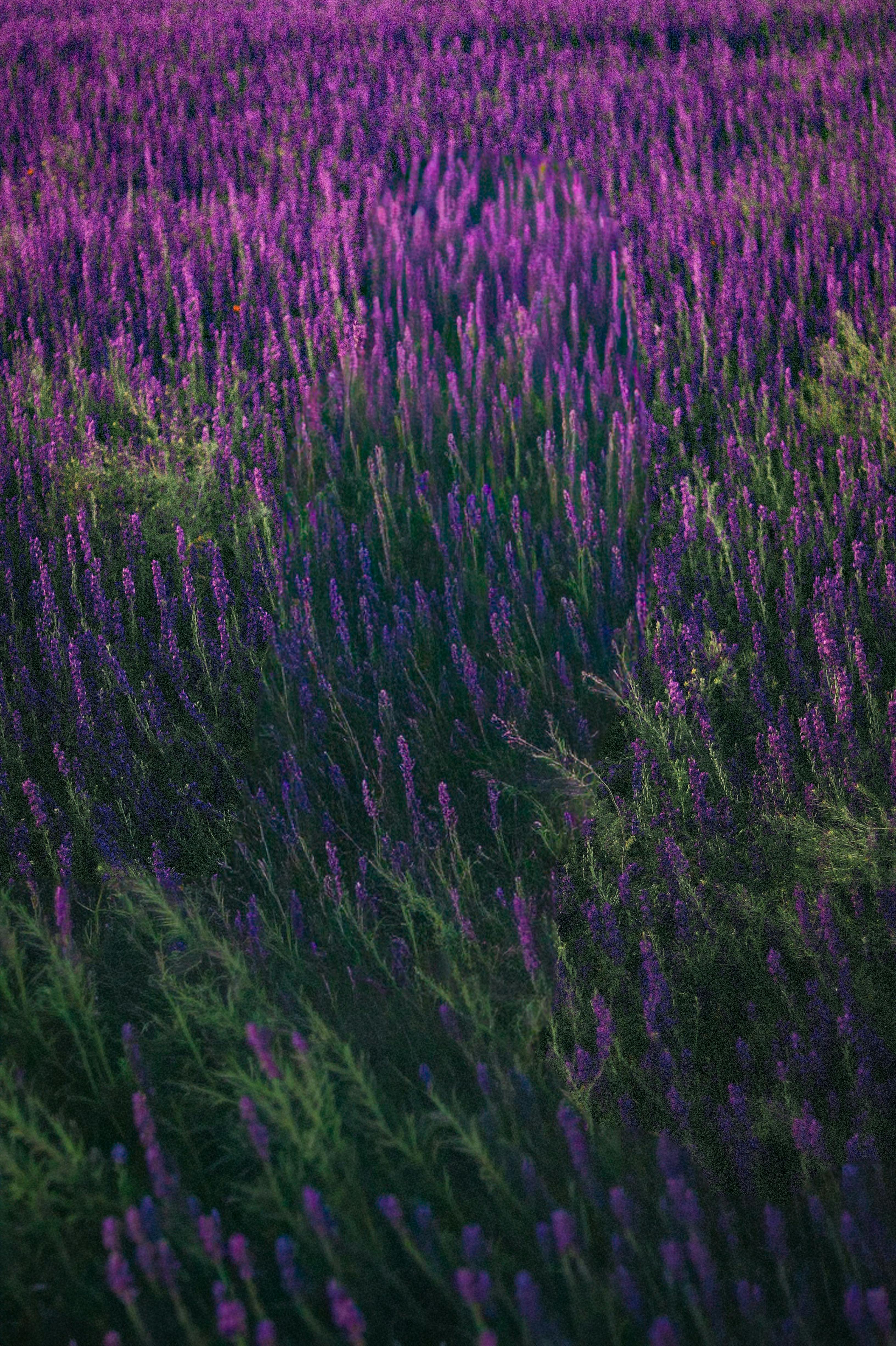 gratis Een prachtig lavendelveld met levendige paarse bloemen in een vredige buitenomgeving. Stockfoto