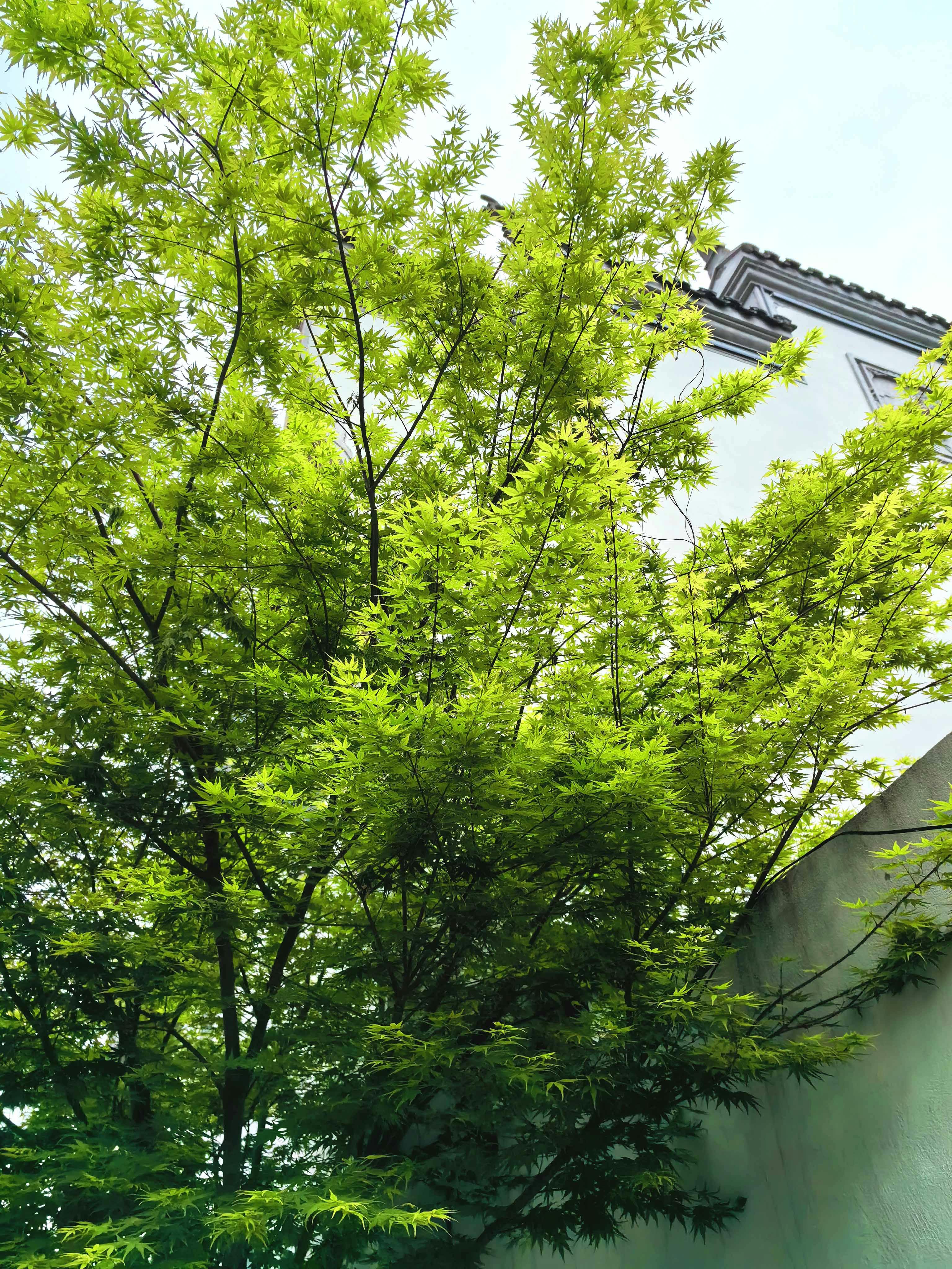 gratis De levendige takken van een esdoorn strekken zich uit tegen een gebouw en tonen zo de schoonheid van de natuur en de stedelijke architectuur. Stockfoto