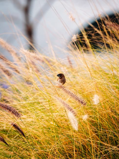 A sparrow rests on golden wheat grass in an outdoor nature scene, evoking tranquility and warmth.