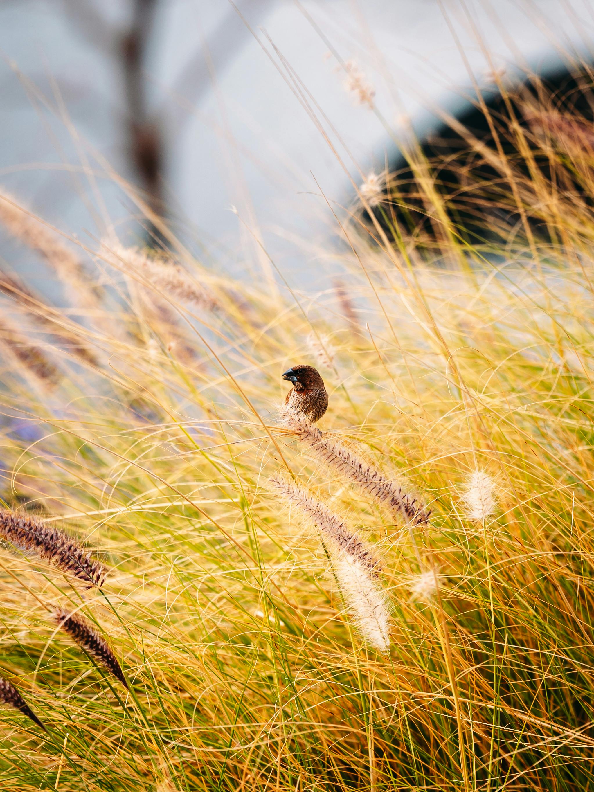 Kostenlos Ein Spatz ruht auf goldenem Weizengras in einer natürlichen Szene im Freien und strahlt Ruhe und Wärme aus. Stock-Foto