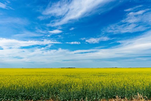 Expansive canola field with vibrant yellow flowers under a clear blue sky in Saskatchewan, Canada.