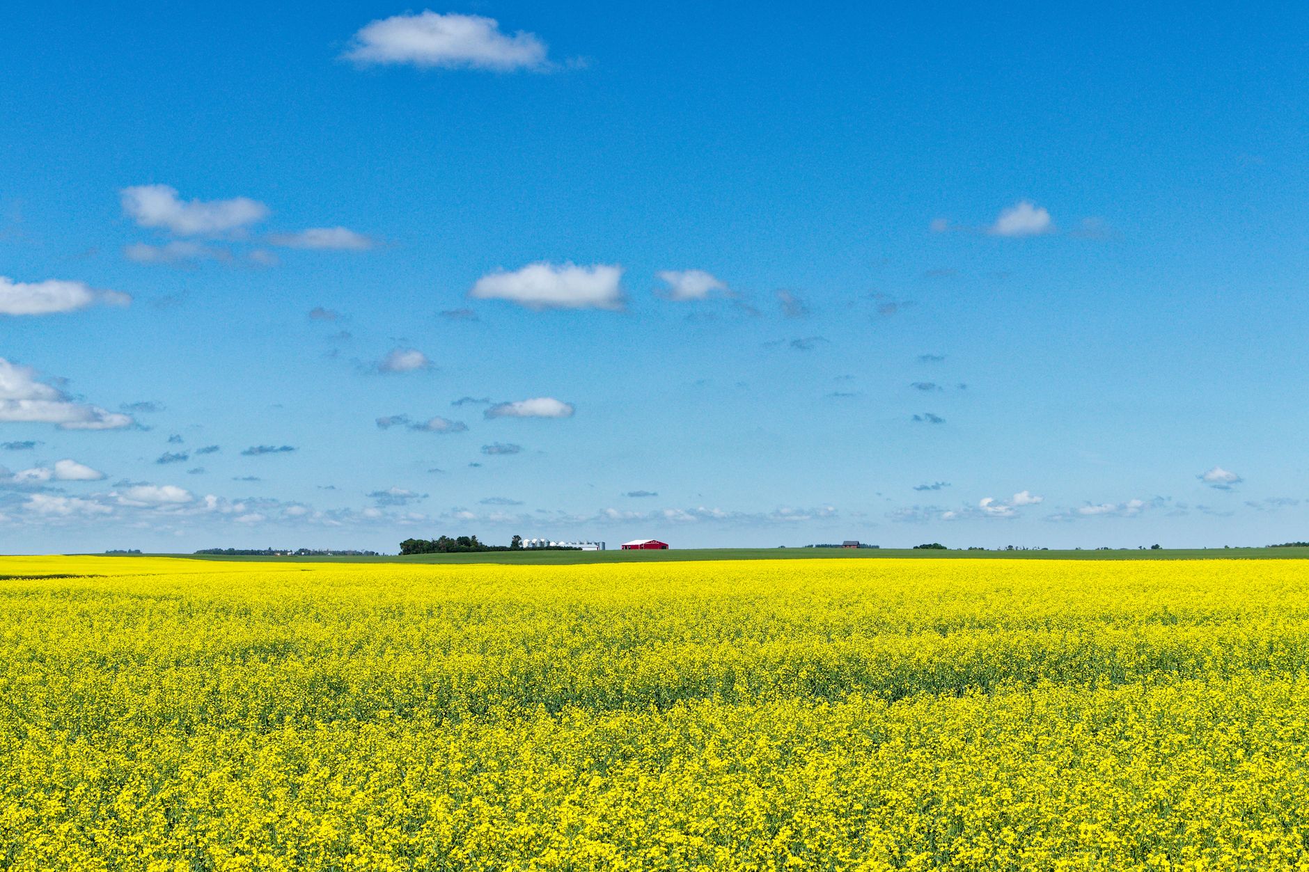 Vibrant yellow canola fields stretching under a bright blue sky in Saskatchewan, Canada.
