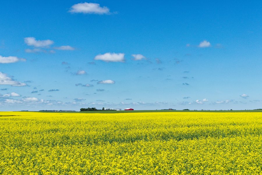 Yellow canola crop grown for edible oil production