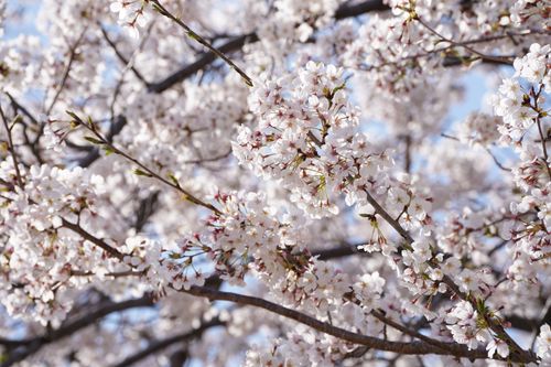 Free Close-up of beautiful cherry blossoms in full bloom during spring, symbolizing renewal and beauty. Stock Photo