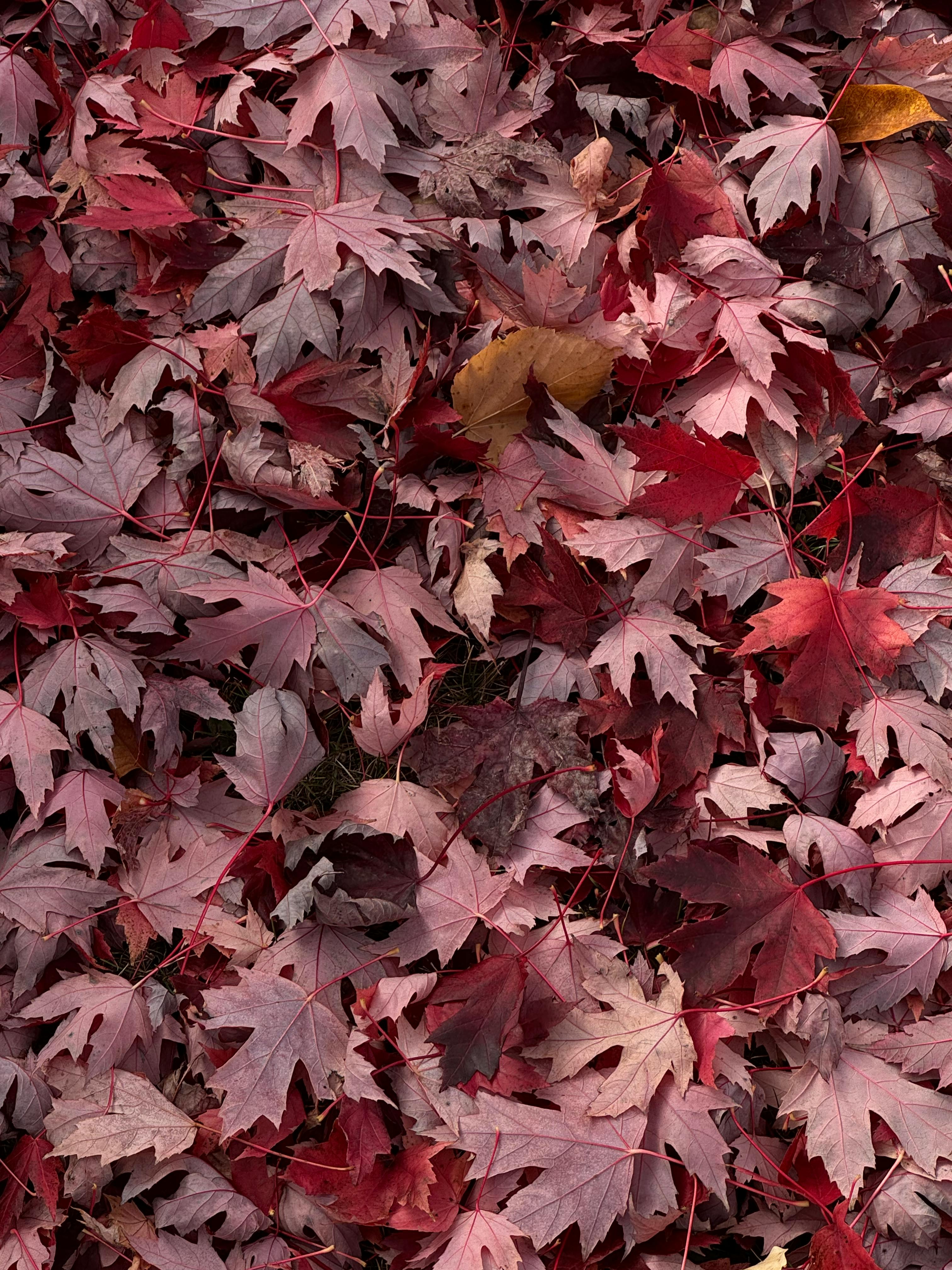 gratis In de herfst bedekken kleurrijke esdoornbladeren de grond in een park in Toronto. Stockfoto