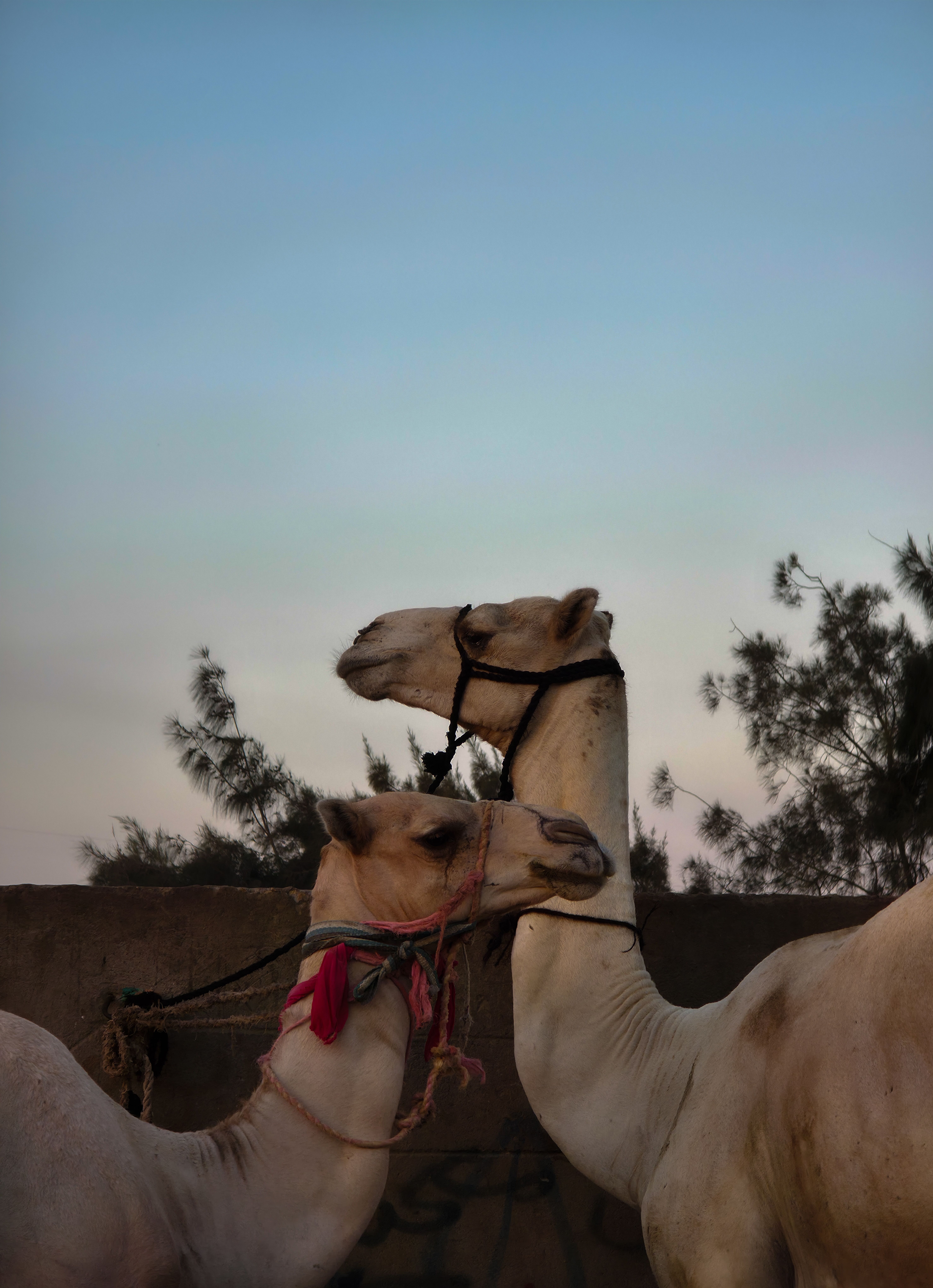 Two camels standing together at dusk with a clear sky and trees in the background.