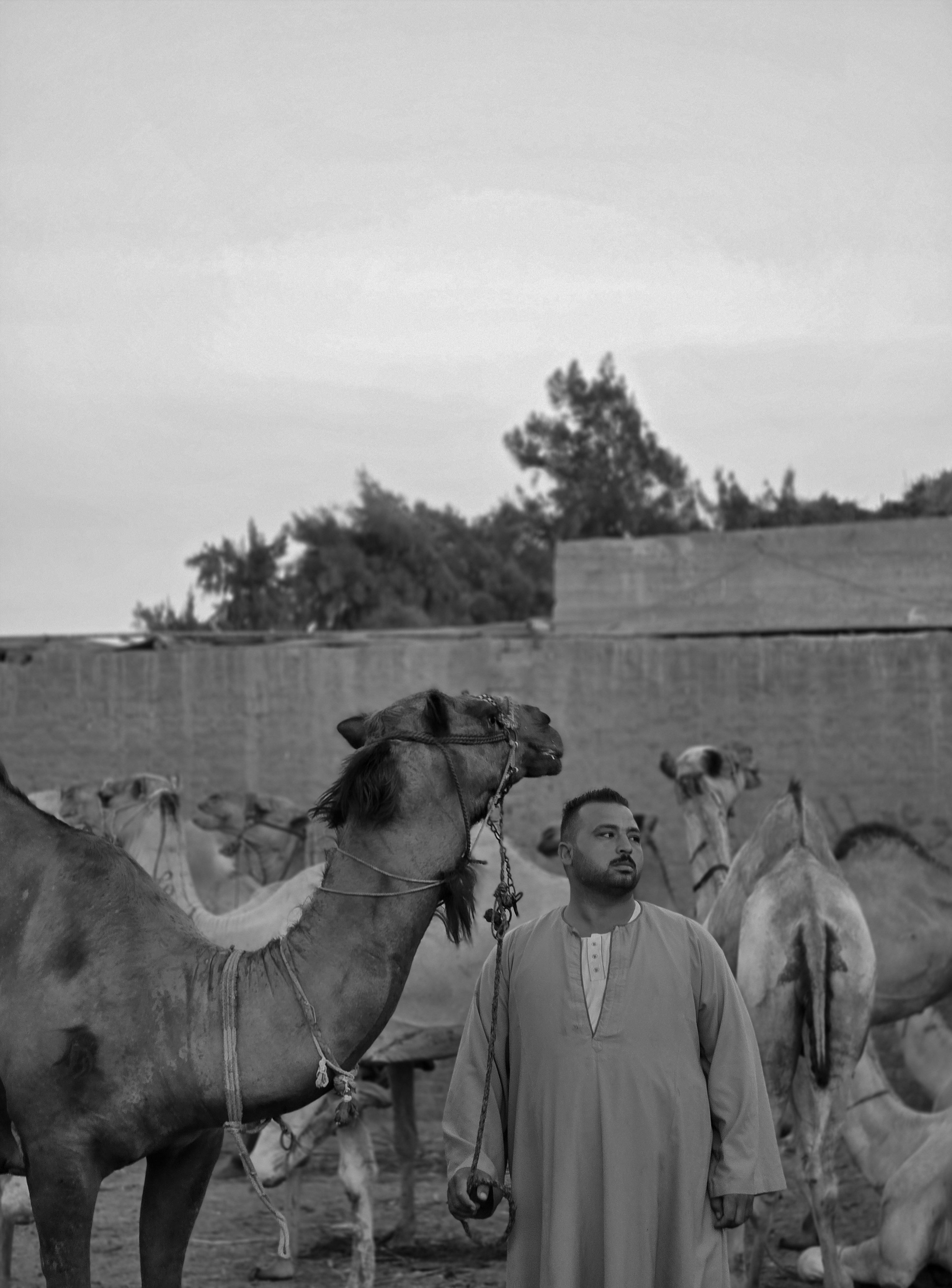Fotomural Fotografía en blanco y negro de un hombre de pie entre camellos en un entorno rústico al aire libre.