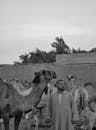 Man Standing with Camels in Rural Setting