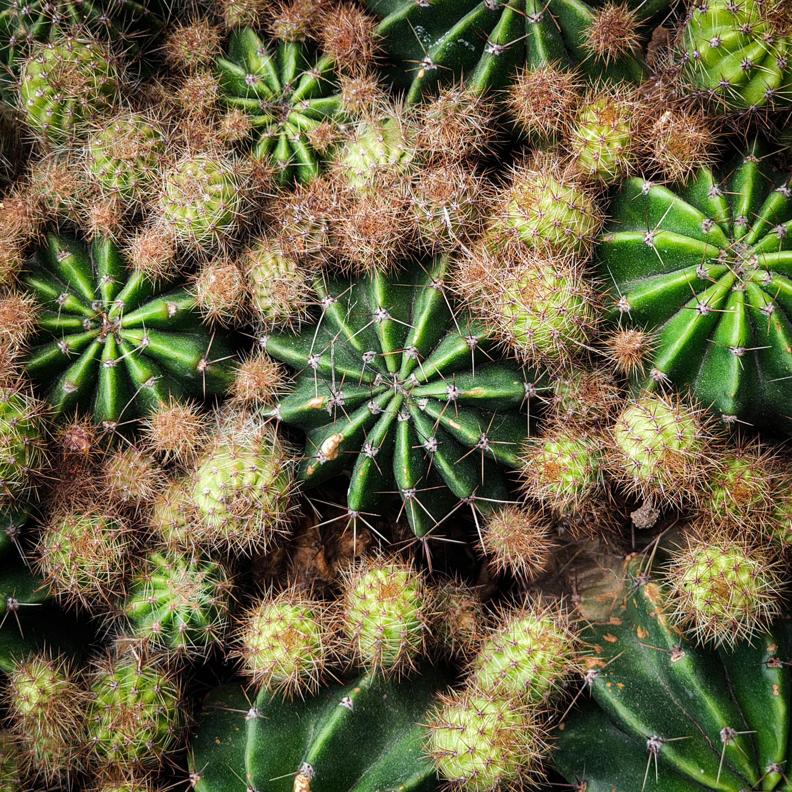Bezpłatne Szczegółowy widok żywego skupiska kaktusów w naturalnym świetle, ukazującego odcienie zieleni i brązu. Zdjęcie z galerii