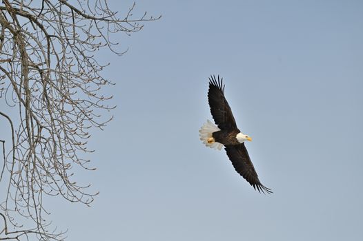 eagle photo