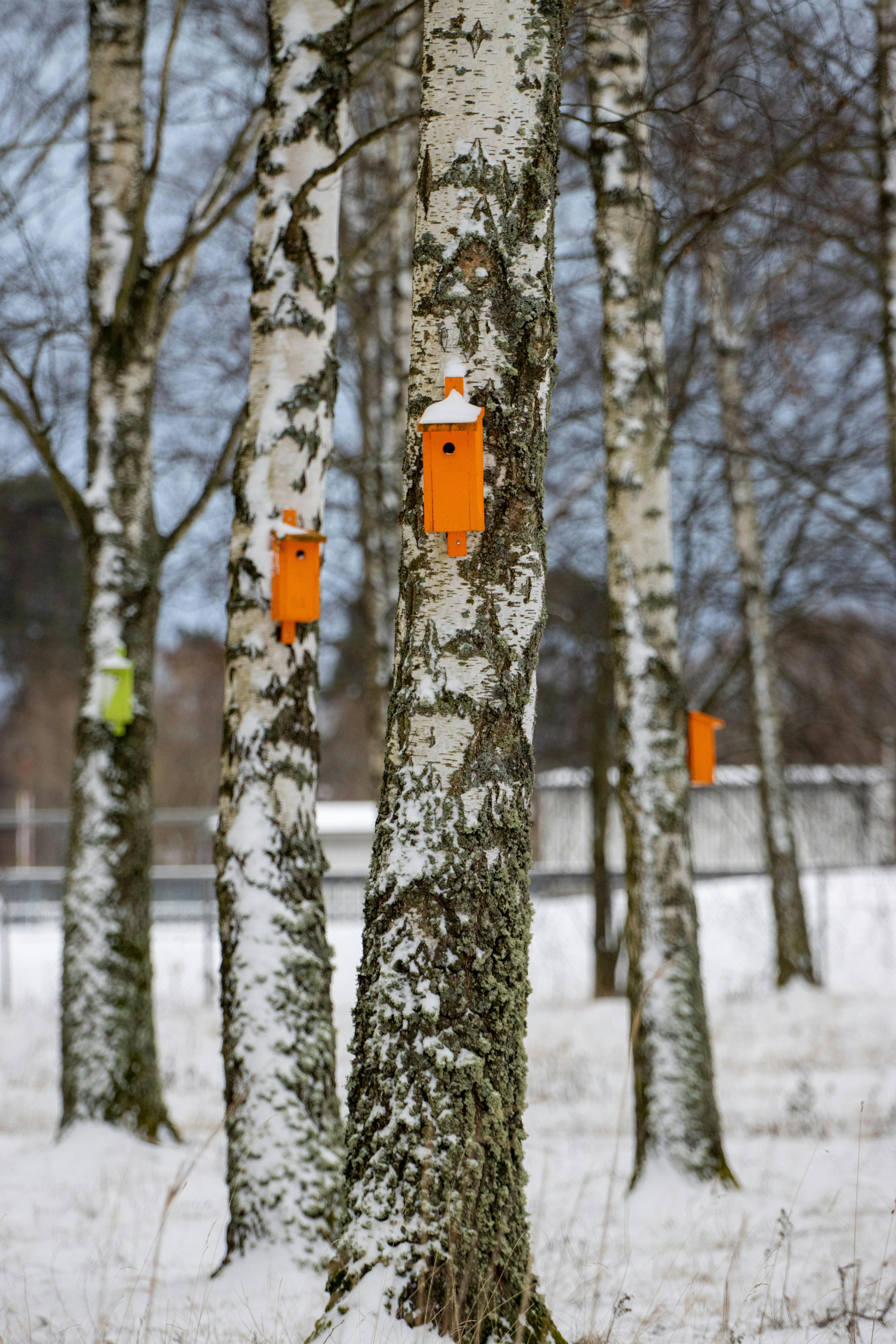 Δωρεάν Σημύδες καλυμμένες με χιόνι στολισμένες με φωτεινά πορτοκαλί σπιτάκια πουλιών σε ένα χειμερινό τοπίο. Φωτογραφία από στοκ φωτογραφιών