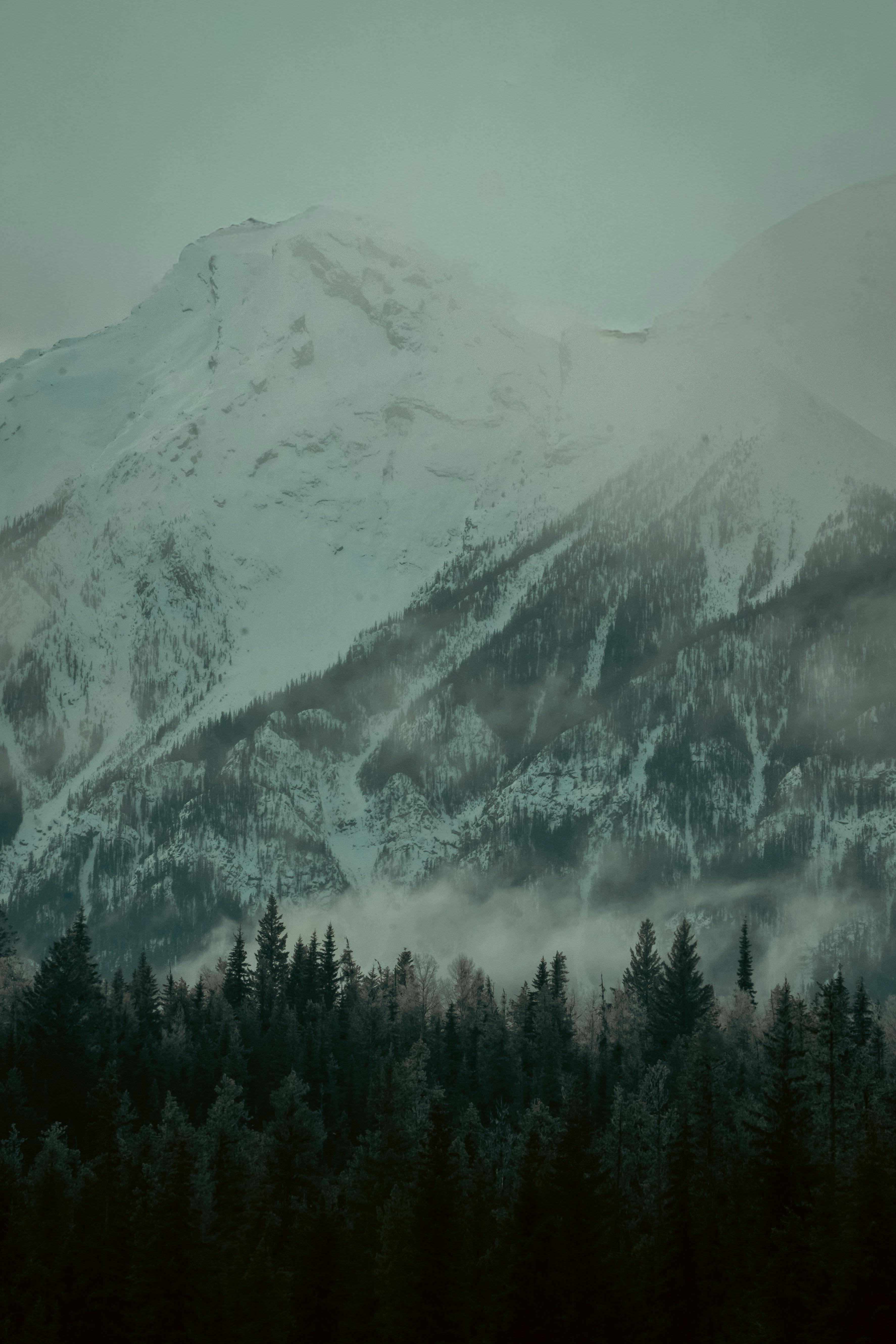 Kostnadsfria Dimmigt snötäckt berg med skogsutsikt i British Columbia. Stock foto