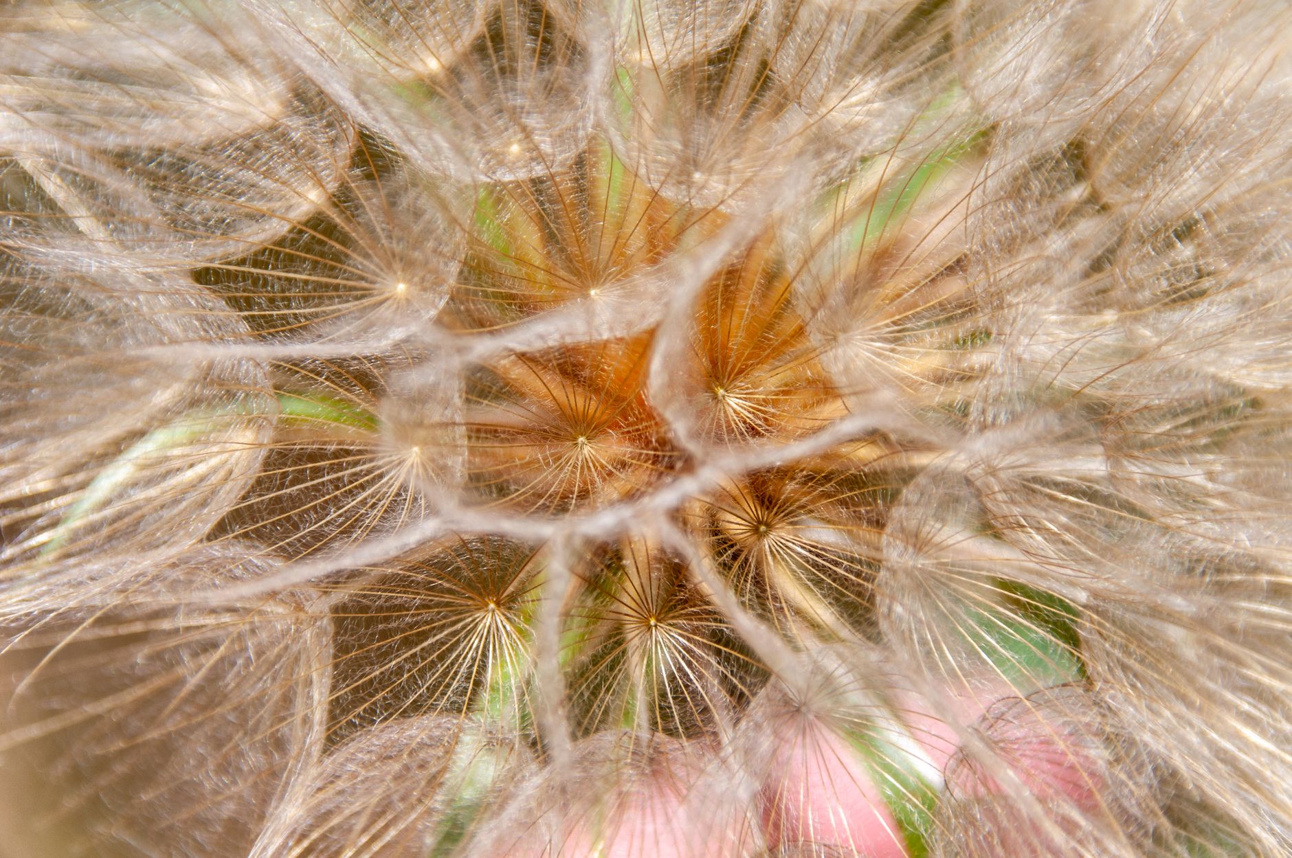 Intricate close-up of a dandelion seed head showcasing natural symmetry and detail.