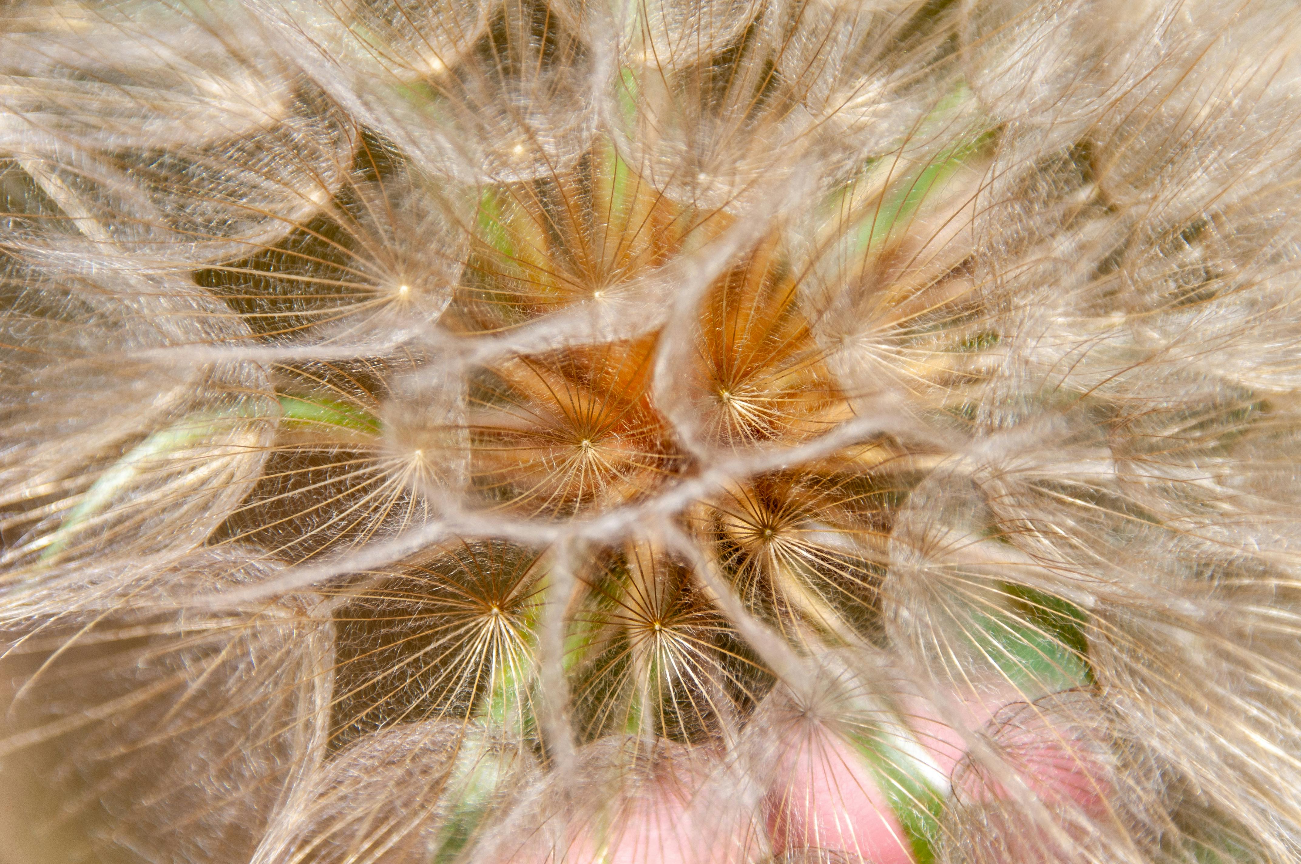 ingyenes Egy pitypang magfejének bonyolult közeli képe, amely természetes szimmetriát és részleteket mutat be. Stockfotó