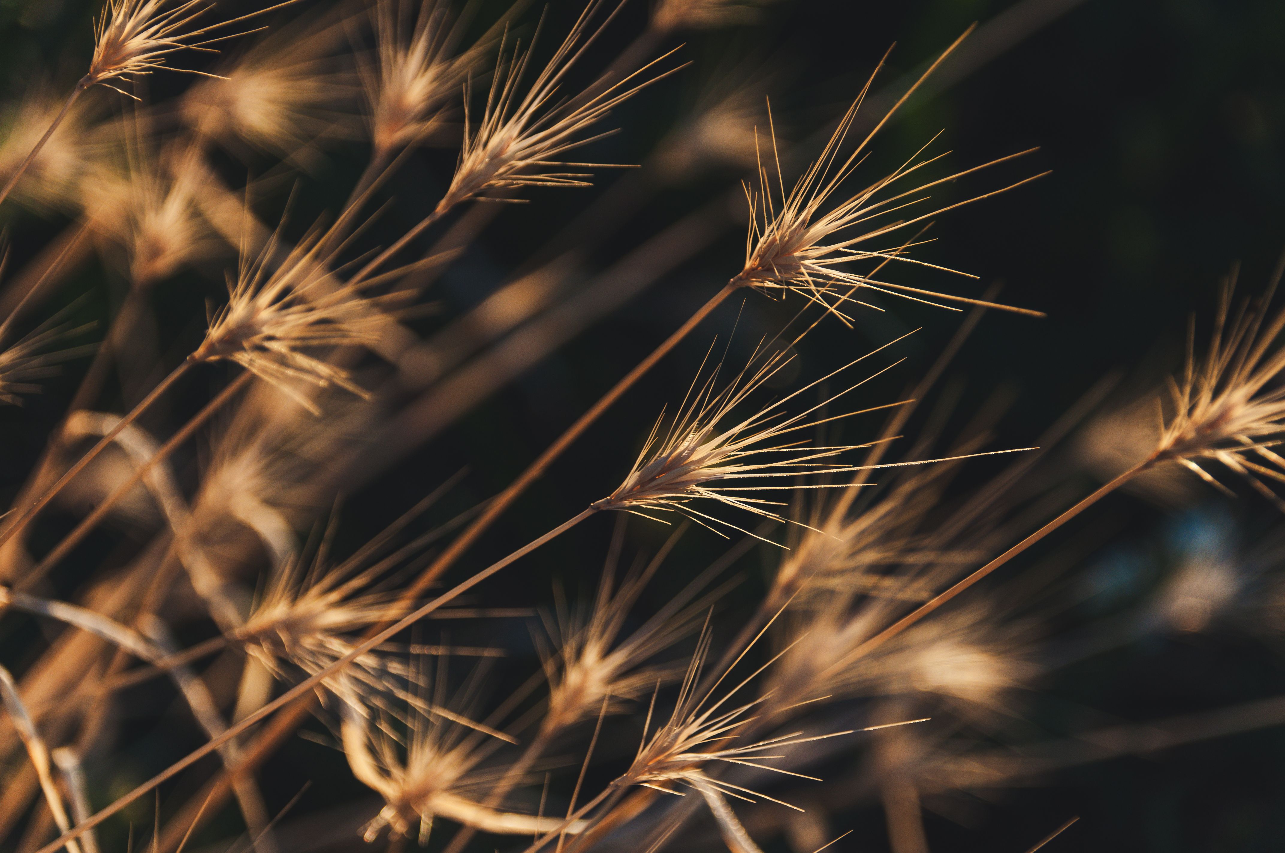 Close-up view of dry wild grass heads in warm sunlight, capturing nature's simplicity.
