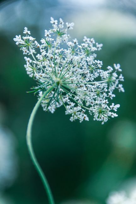 Detailed close-up of a white Queen Anne's Lace flower with a blurred natural background.
