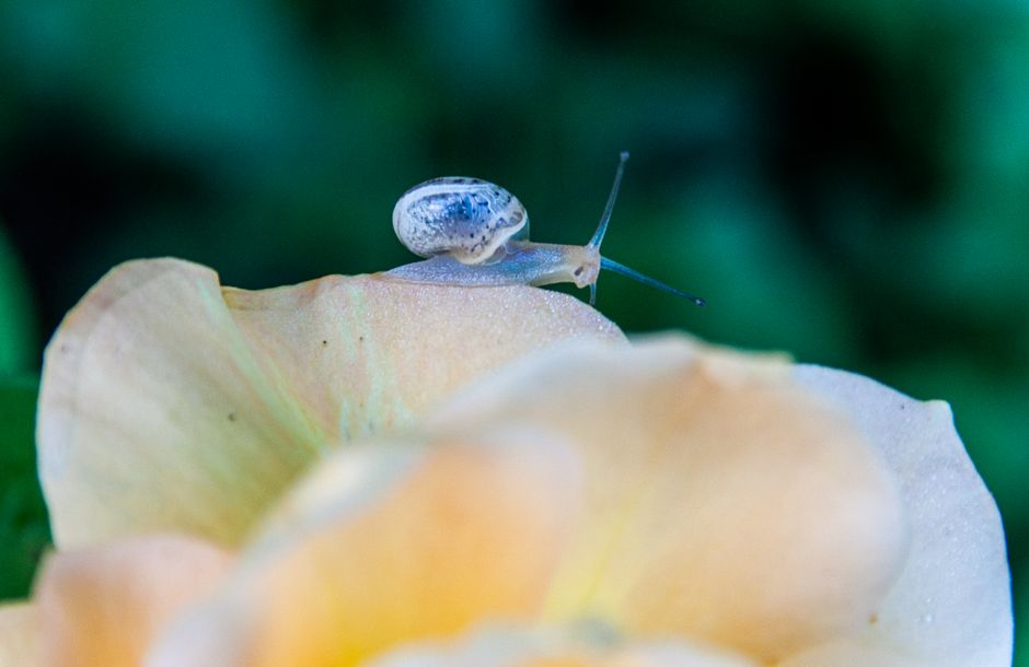 A macro shot capturing a snail perched delicately on a peach rose petal.