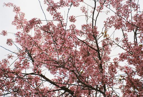 Free Pink cherry blossoms in full bloom on a tree, symbolizing spring and renewal. Stock Photo