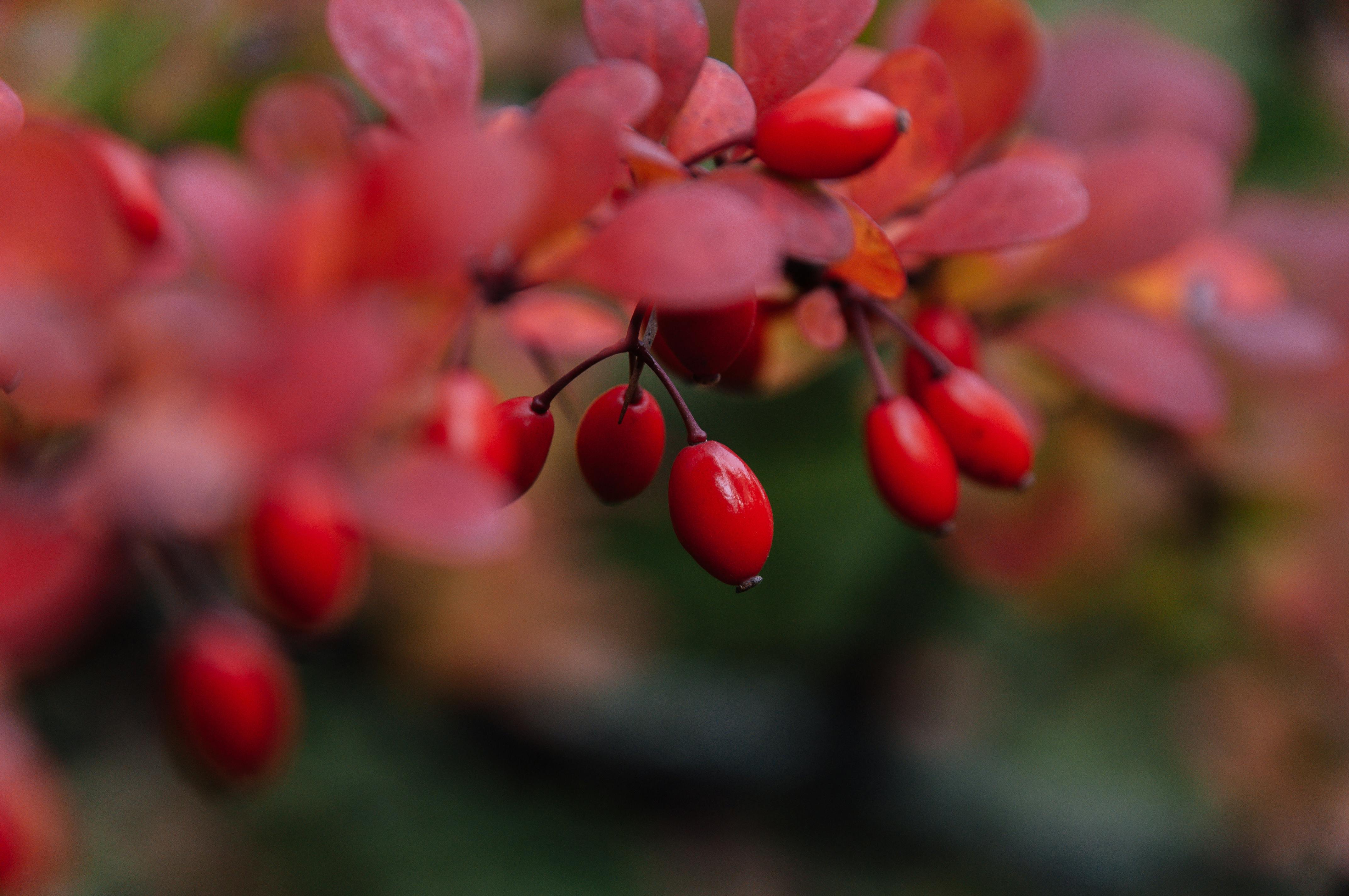 Vibrant red barberry berries with autumn leaves create a striking close-up composition.