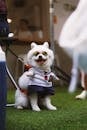 Chic Dog in Sailor Outfit with Sunglasses