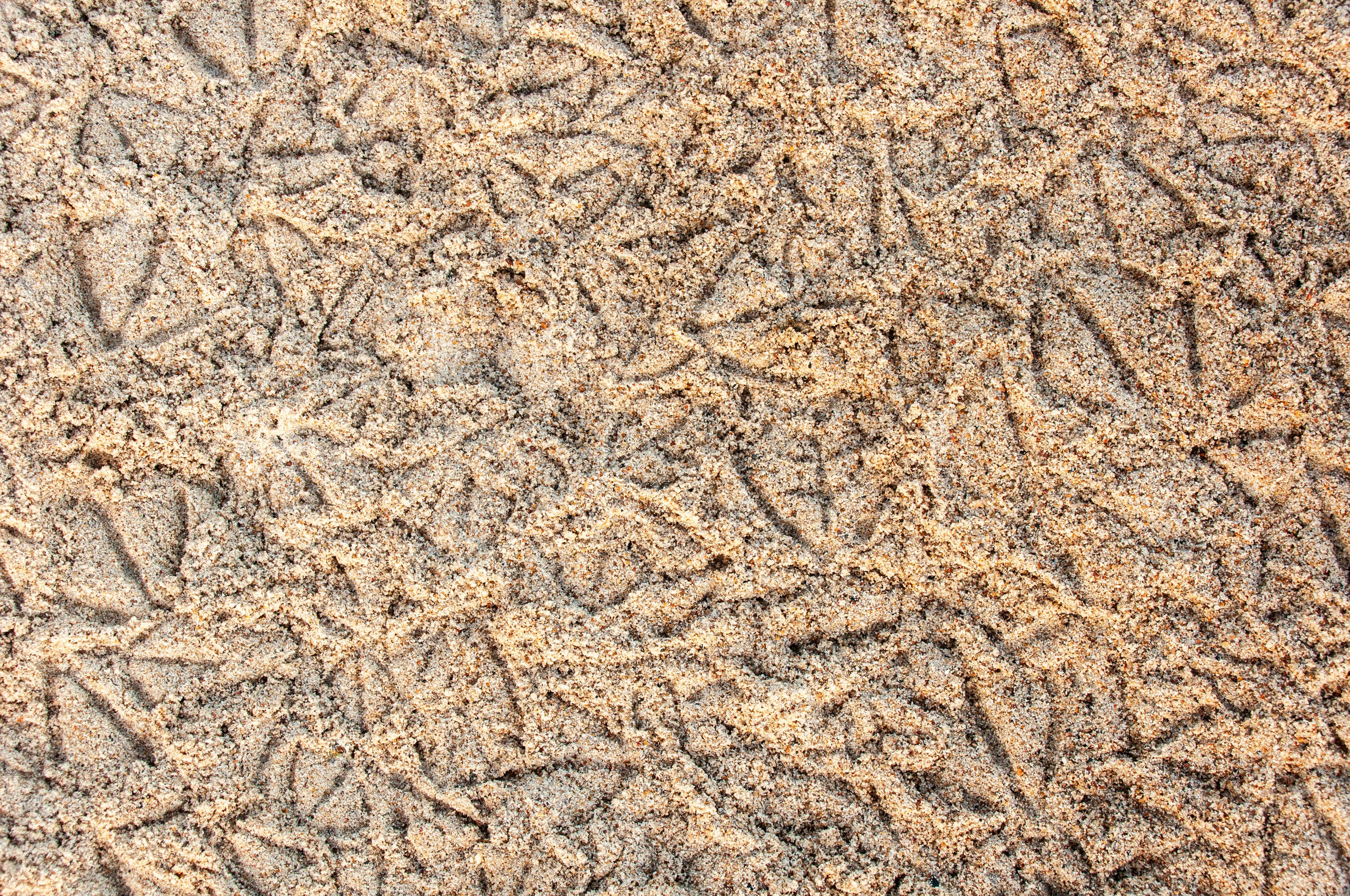 Gratis Primo piano delle impronte degli uccelli che creano intricati motivi sulla sabbia dorata della spiaggia. Foto a disposizione