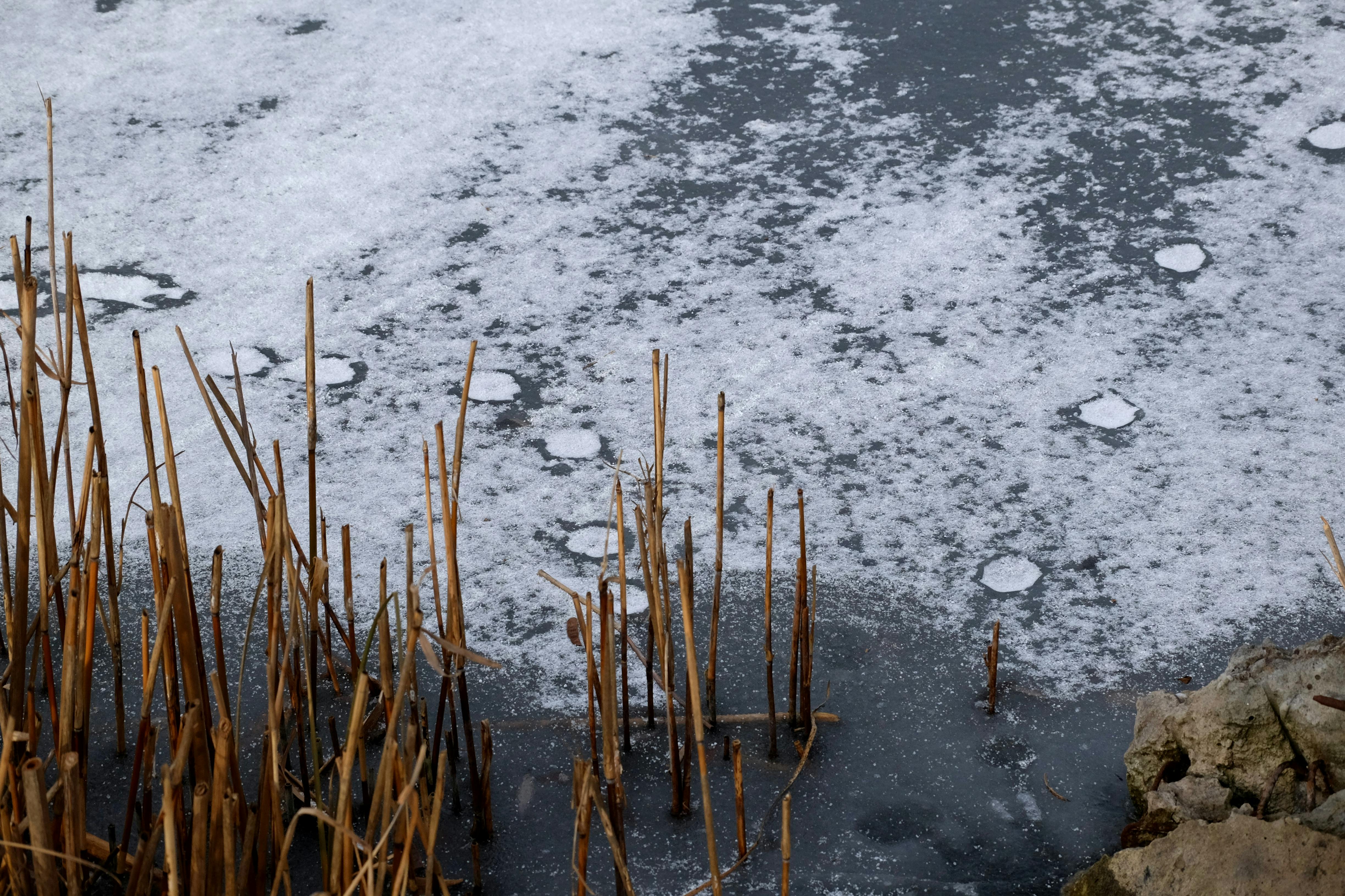 gratis Het bevroren oppervlak van een meer met riet en ijspatronen in de winter, waardoor natuurlijke texturen worden vastgelegd. Stockfoto