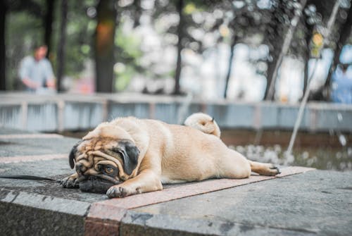 Fawn Pug Lying on Concrete Surface