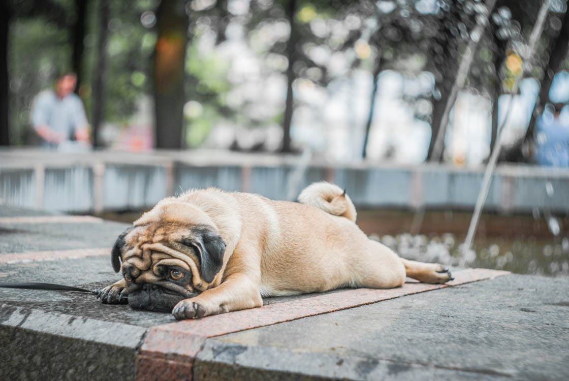 Free Fawn Pug Lying on Concrete Surface Stock Photo