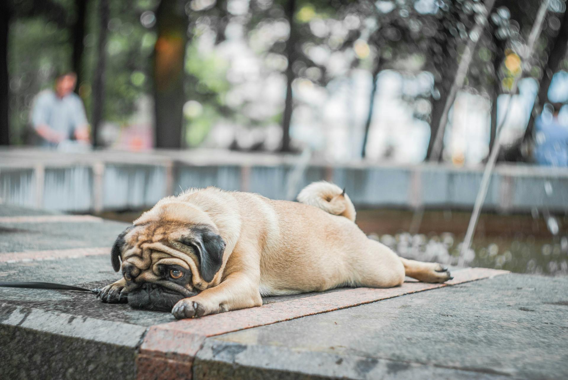 Fawn Pug Lying on Concrete Surface