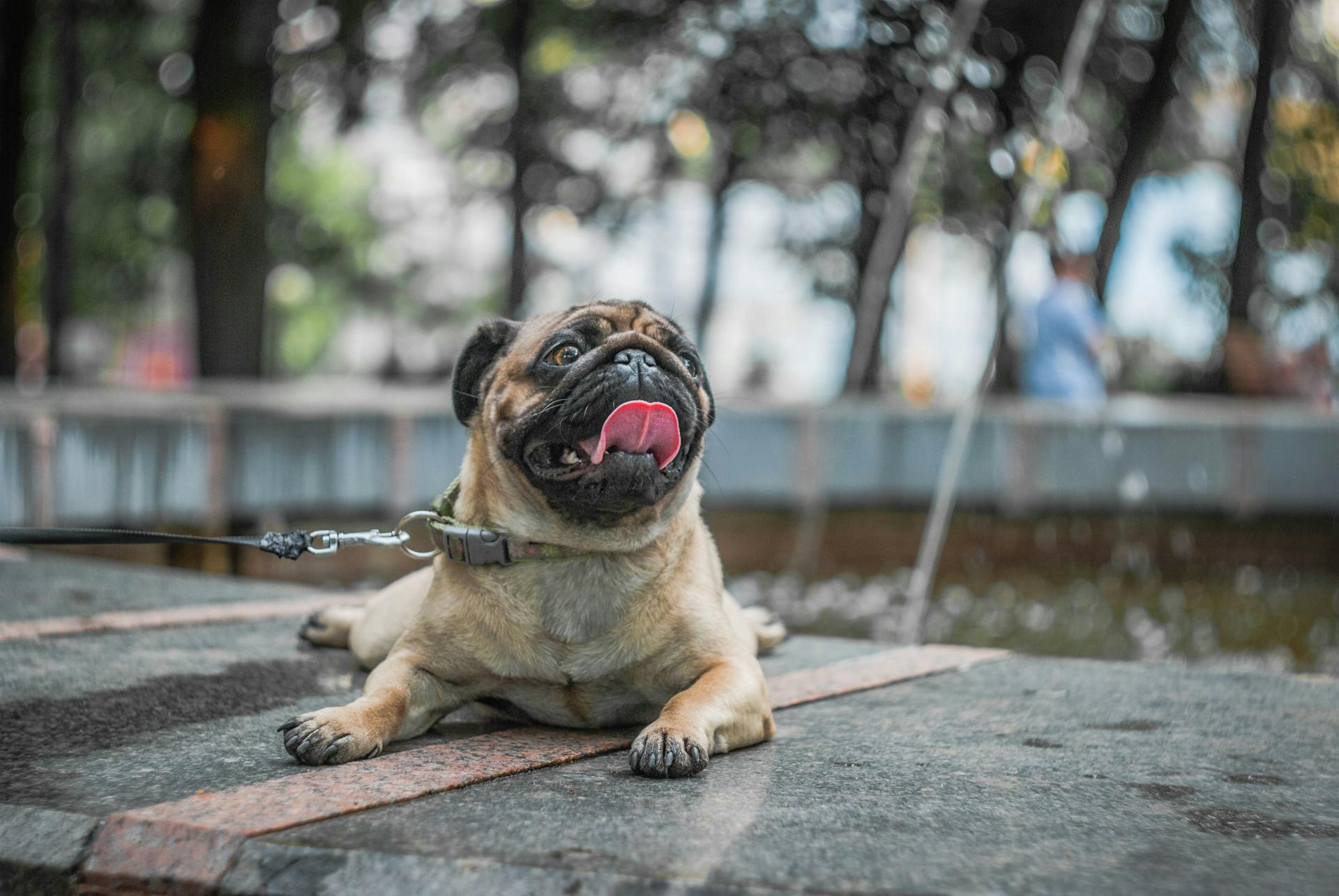 Fawn Pug Sitter På Betonggolv