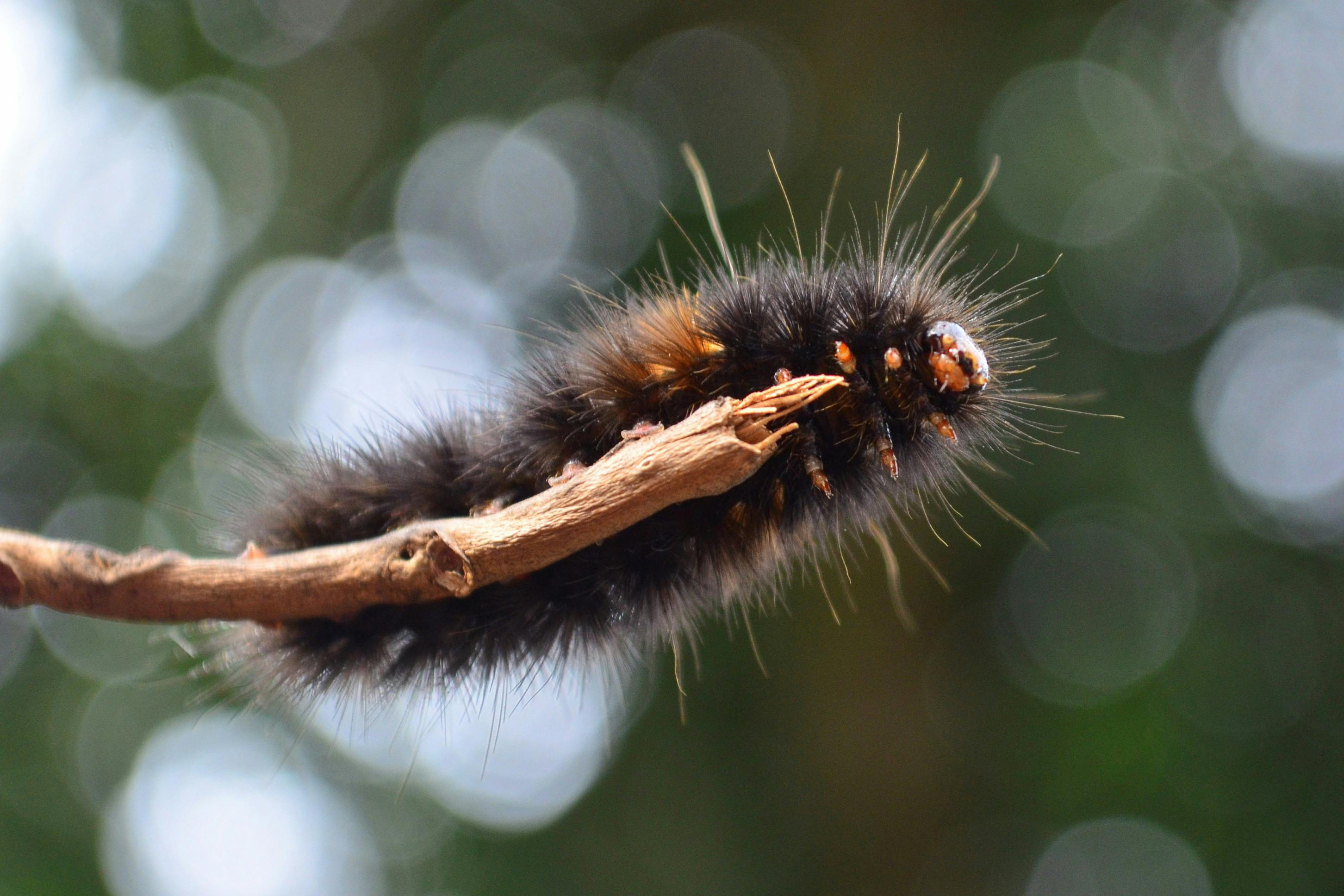 Detailed macro shot of a spiky caterpillar on a twig in a natural setting in daylight.